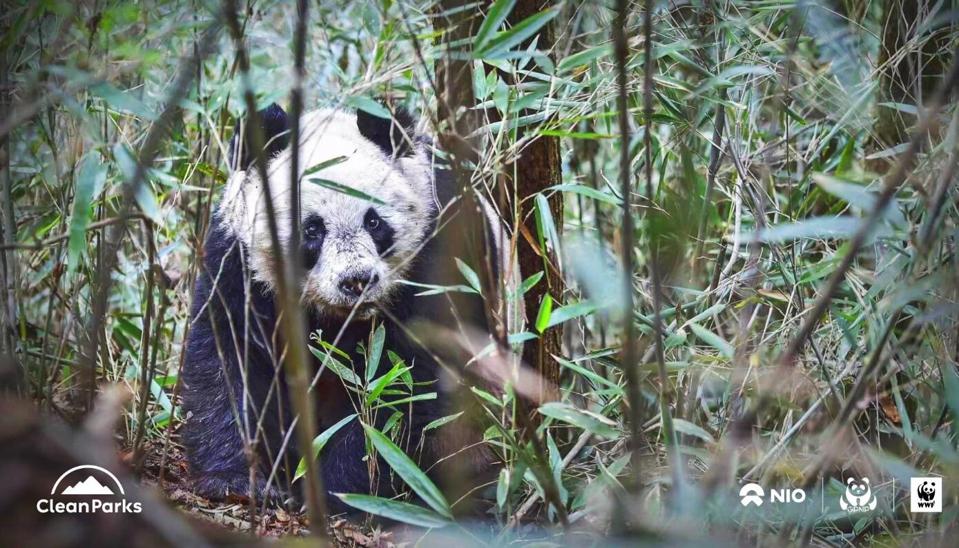 Nio partners with China's Giant Panda National Park in Clean Parks initiative