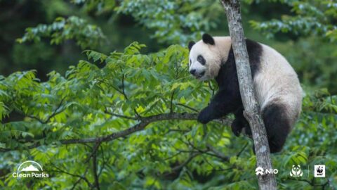 Nio partners with China's Giant Panda National Park in Clean Parks initiative