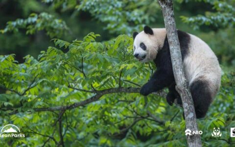 Nio partners with China's Giant Panda National Park in Clean Parks initiative