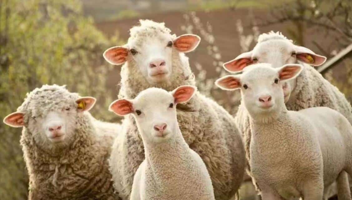 Xpeng and Li Auto CEOs both test positive for Covid